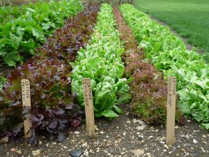 Pictorial inspiration - A healthy life - pictures - lettuce.jpg